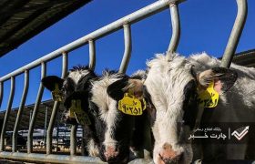 تصویب افزایش ۴۷ درصدی قیمت شیر خام/ صادرات شیر خشک و دام زنده آزاد شد