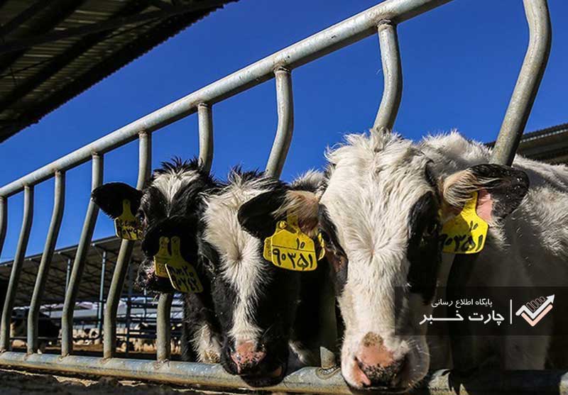 تصویب افزایش ۴۷ درصدی قیمت شیر خام/ صادرات شیر خشک و دام زنده آزاد شد